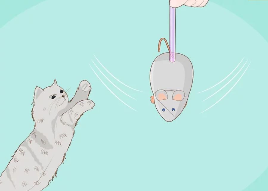 Hướng dẫn 15 cách tự làm đồ chơi cho mèo từ len, dây thừng…