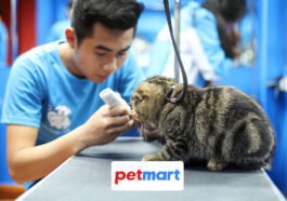 Dịch vụ cắt tỉa lông chó mèo chuyên nghiệp tại TP.HCM & Hà Nội