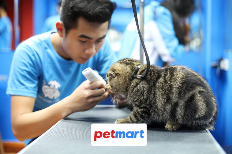 Dịch vụ cắt tỉa lông chó mèo chuyên nghiệp tại TP.HCM & Hà Nội
