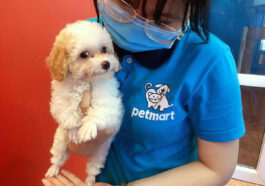 Chích ngừa bệnh cho chó con, chó lớn ở đâu uy tín?