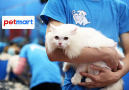 Tiêm phòng, chích ngừa cho mèo giá bao nhiêu tiền, ở đâu?