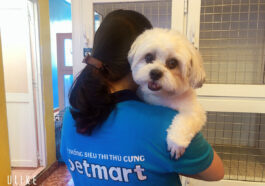 Nguyên nhân và cách xử lý khi chó bị chảy máu cam