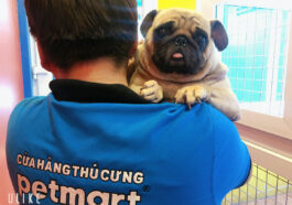 Chó bị ong đốt phải làm sao? Biểu hiện và cách xử lý kịp thời