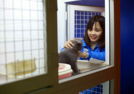 Thuốc tẩy giun cho mèo hiệu quả và an toàn nhất hiện nay