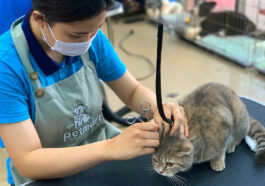 Viêm tai ở mèo: nguyên nhân, cách phòng và điều trị