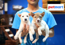 Chó bị khó thở, thở gấp, khó khè có nguy hiểm không?