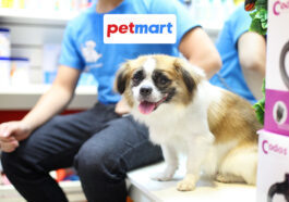 Chó sẩy thai có chết không, nên cho ăn gì, cách chữa?